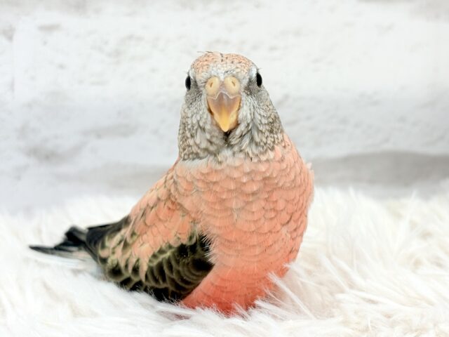 アキクサインコ（秋草インコ）
