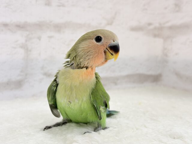 コザクラインコ（小桜インコ）