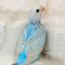 大きな目にはどんな世界が映っているのかな.*･ﾟセキセイインコ(スパングル) ヒナ