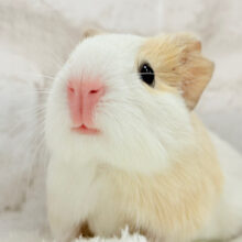 可愛すぎ注意報発令です⚠️💖イングリッシュモルモット(男の子)