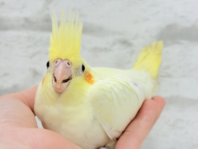 オカメインコ