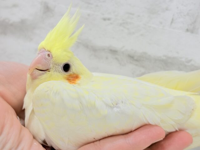 オカメインコ