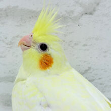 天使降臨🐣恥ずかしがり屋の赤ちゃんです♡オカメインコ(ルチノーパール) ヒナ