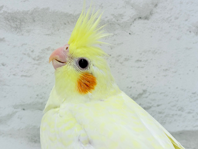 天使降臨🐣恥ずかしがり屋の赤ちゃんです♡オカメインコ(ルチノーパール) ヒナ