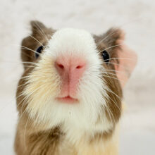 【動画更新🪄】やわらかミルクチョコレート🍫.*･ﾟイングリッシュモルモット(男の子)