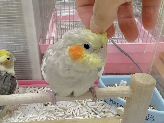 オカメインコ