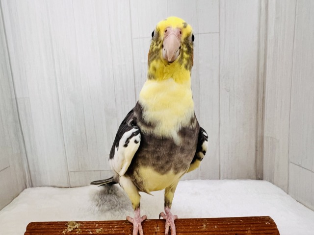 まだら顔〜♡むっちりオカメインコのパイド✴︎ オカメインコ