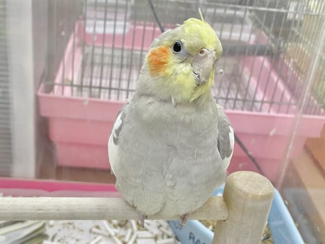 オカメインコ
