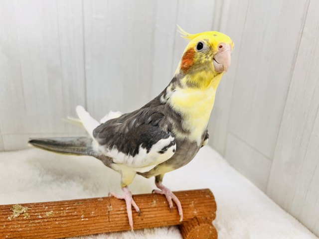 オカメインコ
