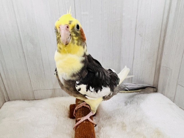 オカメインコ