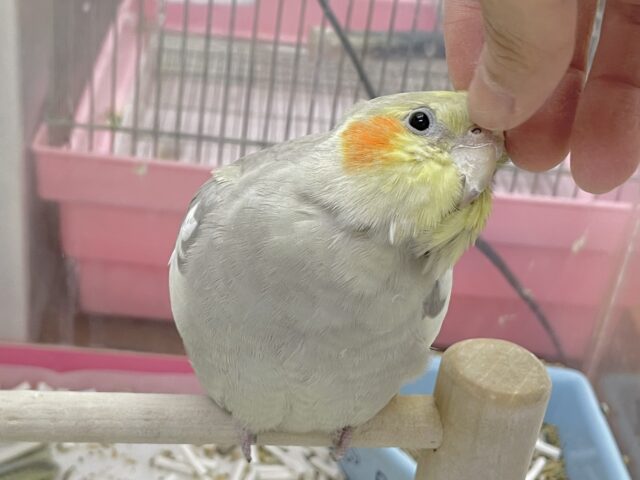 オカメインコ
