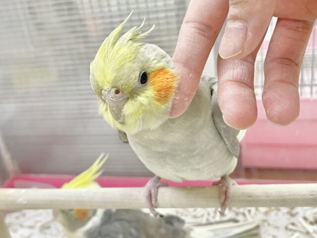 オカメインコ