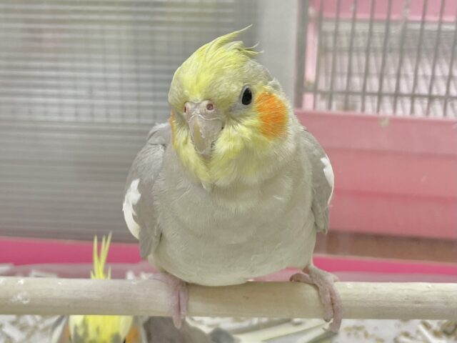 オカメインコ
