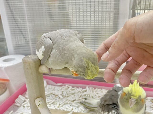 オカメインコ