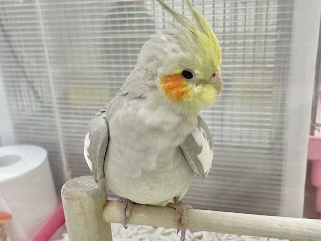 オカメインコ