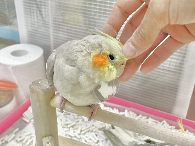 オカメインコ