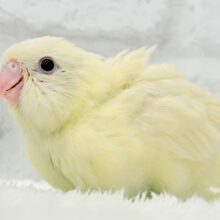 【最新画像更新🪄】癒される優しいカラーと性格🫧サザナミインコ(クリームイノ) ヒナ