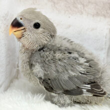 落ち着きカラーに目が止まる♬コザクラインコ(モーブ) ヒナ