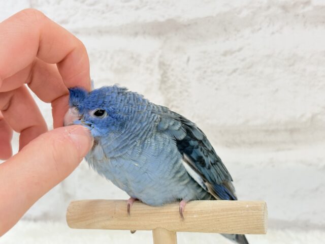 サザナミインコ