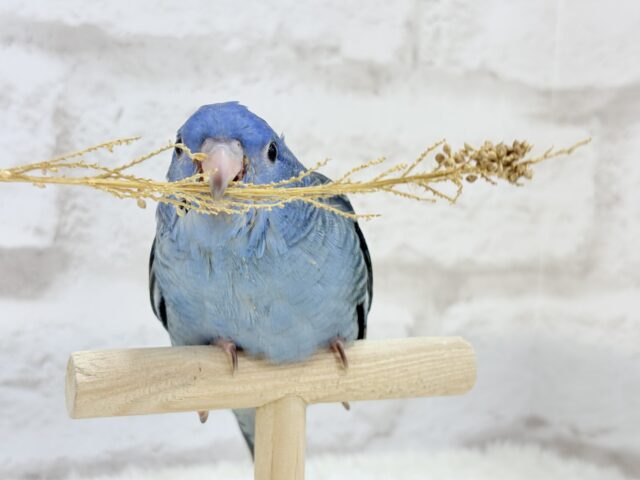 サザナミインコ