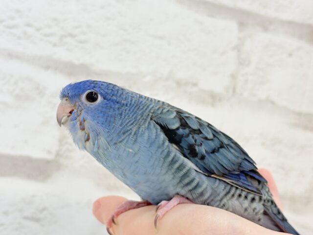 サザナミインコ