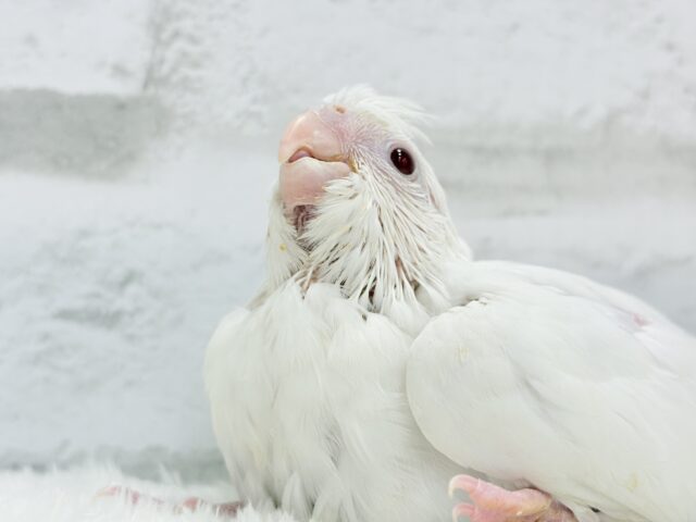 オカメインコ