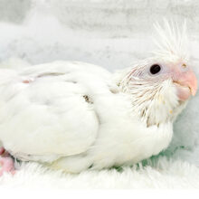純白❅*॰ॱお腹が空いたら主張は強め‪☆‪☆‪☆オカメインコ(ピュアホワイト) ヒナ