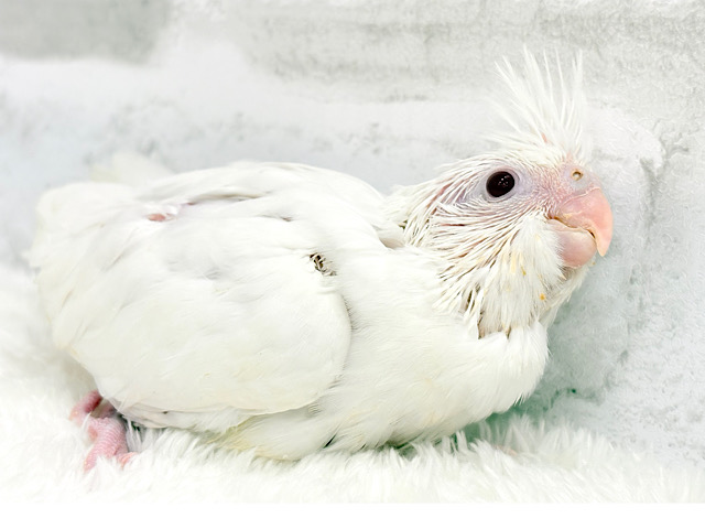 純白❅*॰ॱお腹が空いたら主張は強め‪☆‪☆‪☆オカメインコ(ピュアホワイト) ヒナ