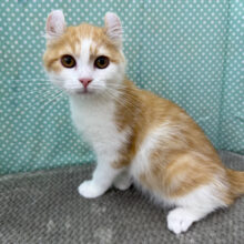 可愛いすぎないかちみは☺️甘えん坊おっとりすぎてメロメロ注意💗耳が特徴のアメリカンカールの男のコきました✨