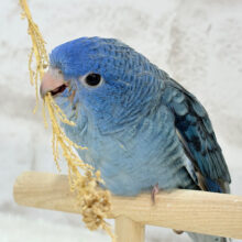 【動画更新🪄】飽きない子♡好奇心旺盛♬*°サザナミインコ(コバルト)