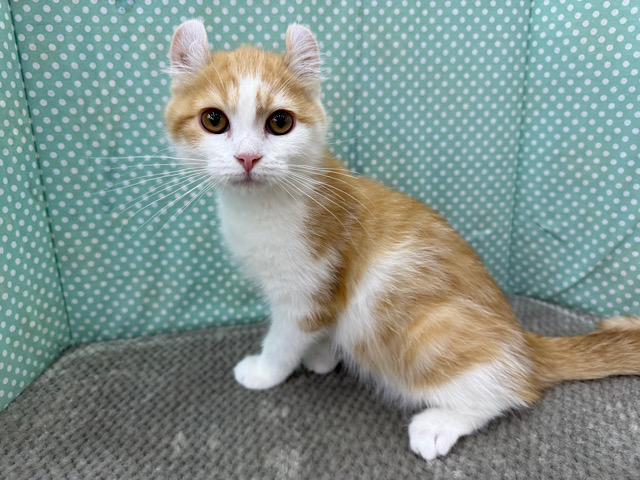 可愛いすぎないかちみは☺️甘えん坊おっとりすぎてメロメロ注意💗耳が特徴のアメリカンカールの男のコきました✨