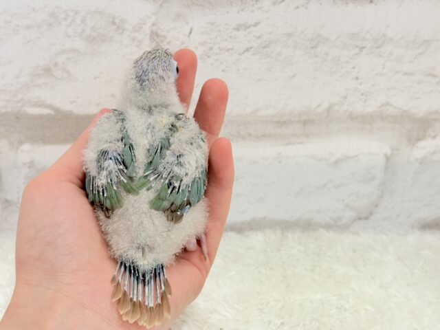 ホオミドリウロコインコ