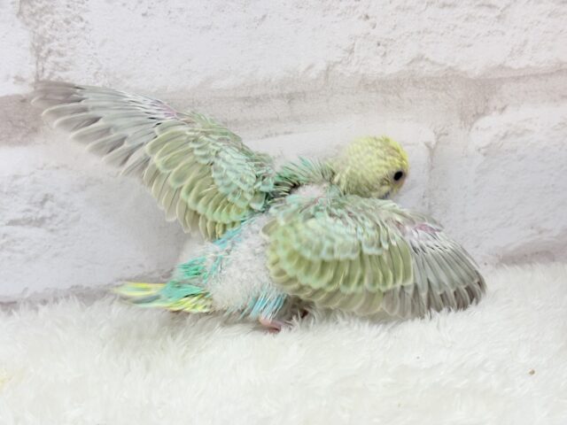 セキセイインコ