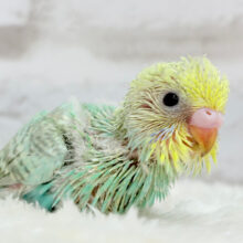 いつか大空を飛ぶことを夢見て…🧚🫧セキセイインコ(パステルカラーレインボー) ヒナ