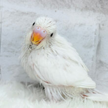 見かけによらず！？アクティブちゃん~♩♩セキセイインコ(ダブルファクター) ヒナ