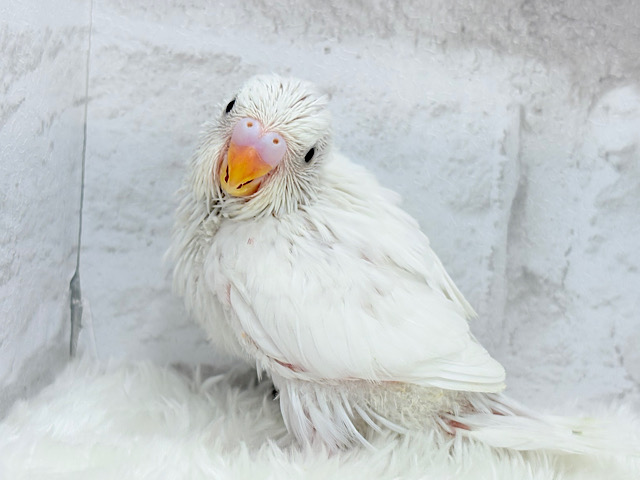 見かけによらず！？アクティブちゃん~♩♩セキセイインコ(ダブルファクター) ヒナ