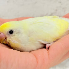 大きなおめめで皆をトリコにっ💖セキセイインコ(クリーム) ヒナ