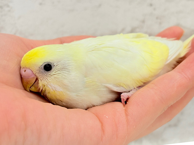 大きなおめめで皆をトリコにっ💖セキセイインコ(クリーム) ヒナ