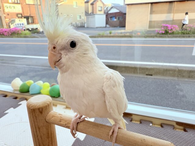 オカメインコ