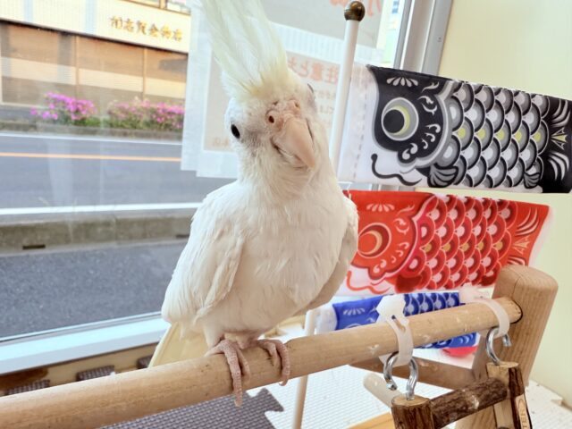 オカメインコ