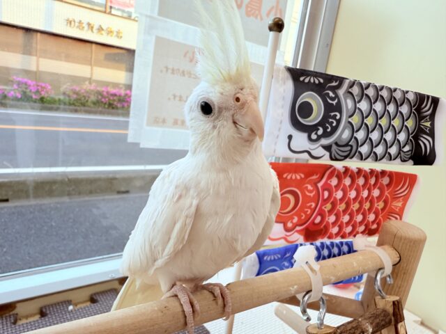 オカメインコ