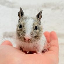 透明感溢れる🫧元気いっぱいガール🌿デグー(パイド) 女の子