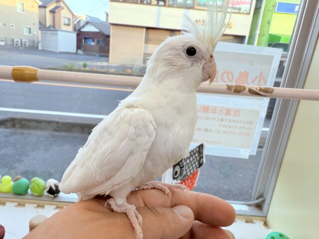 オカメインコ