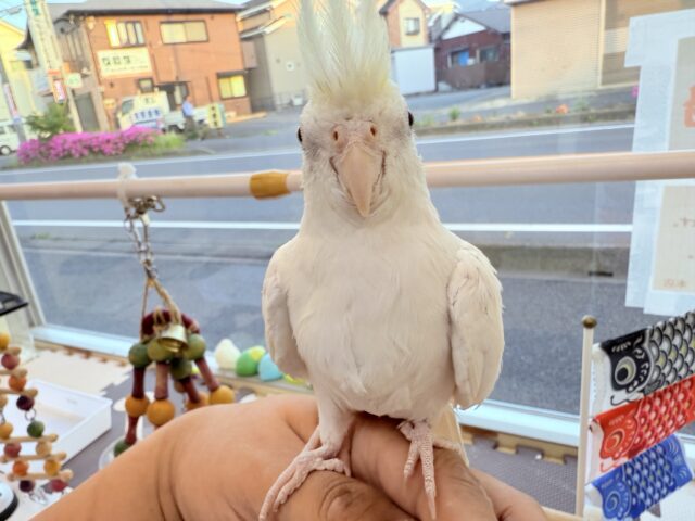 オカメインコ