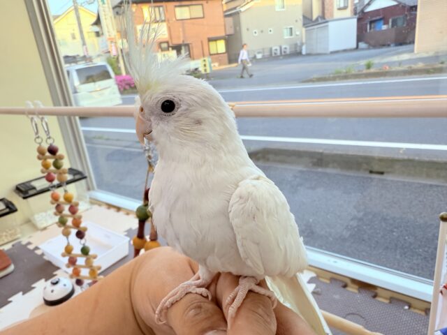 オカメインコ
