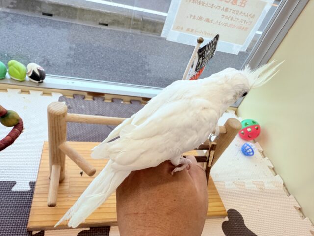 オカメインコ