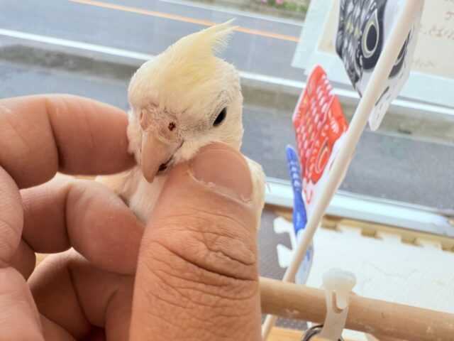 オカメインコ