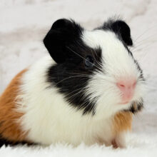 【動画更新🪄】モルモット界のイケメンが現れたっ！！イングリッシュモルモット(男の子)