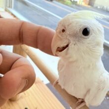 最新画像あります🌟レアカラー✨美しい姿に一目惚れしちゃいます🥰オカメインコのパステルフェイス❗️