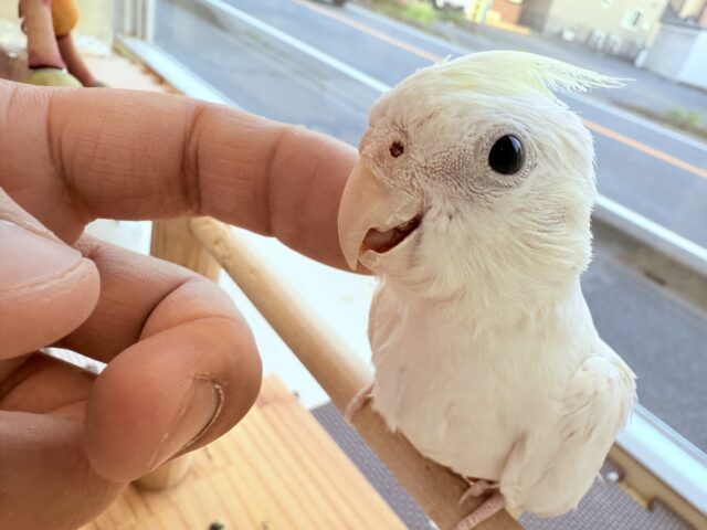 最新画像あります🌟レアカラー✨美しい姿に一目惚れしちゃいます🥰オカメインコのパステルフェイス❗️